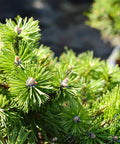 Dwarf Mugo Pine Shrub
