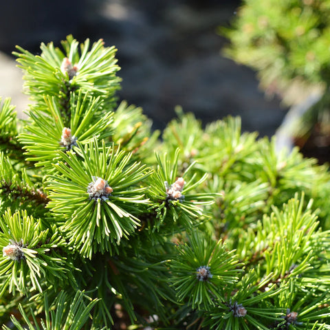 Dwarf Mugo Pine Shrub