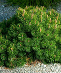 Dwarf Mugo Pine Shrub