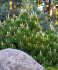 Dwarf Mugo Pine Shrub
