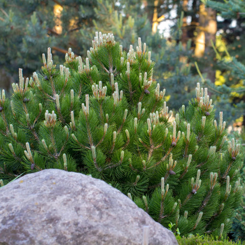 Dwarf Mugo Pine Shrub