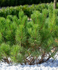 Dwarf Mugo Pine Shrub