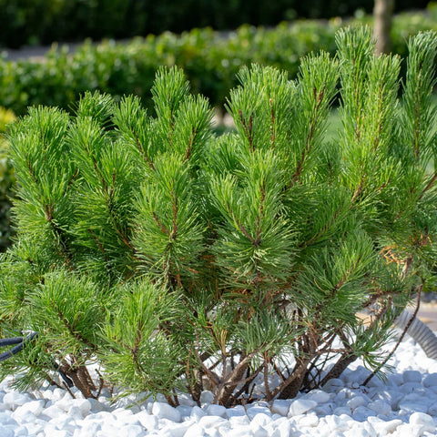 Pin Shrib Dwarf Mugo Pine Shrub | Hardy Evergreen Groundcover – Simply Trees