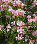 Dwarf Oleander Pink