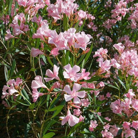 Dwarf Oleander Pink