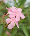 Dwarf Oleander Pink