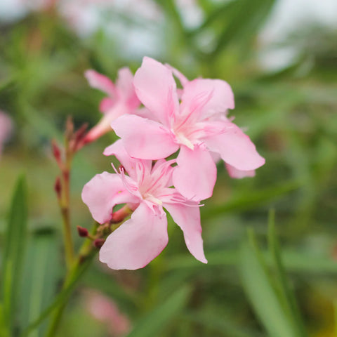 Dwarf Oleander Pink