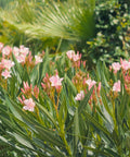 Dwarf Oleander Pink