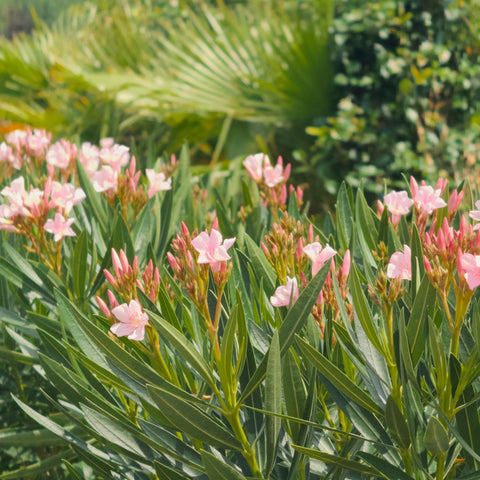 Dwarf Oleander Pink