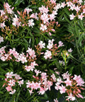 Dwarf Oleander Pink