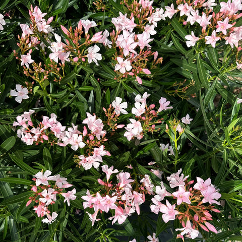 Mini Oleander Dwarf Oleander Pink | Low Maintenance Flowering Shrub – Simply Trees