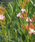 Dwarf Oleander Pink