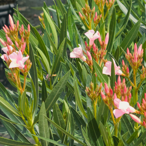 Dwarf Oleander Pink
