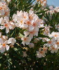 Dwarf Oleander Salmon