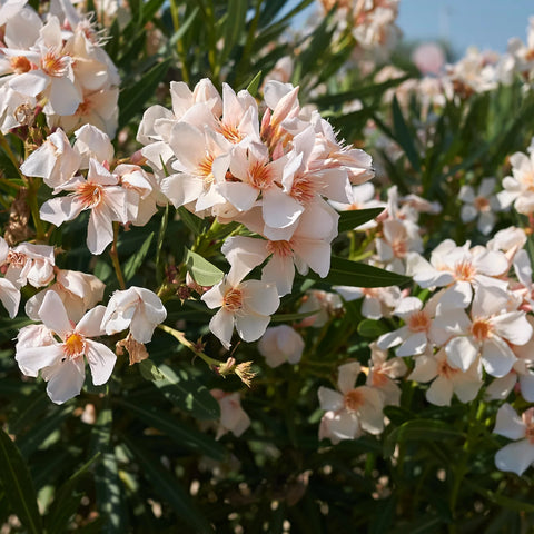 Dwarf Oleander Salmon