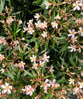 Dwarf Oleander Salmon