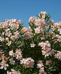 Dwarf Oleander Salmon