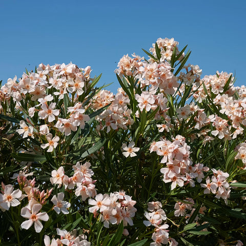 Dwarf Oleander Salmon