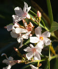 Dwarf Oleander Salmon