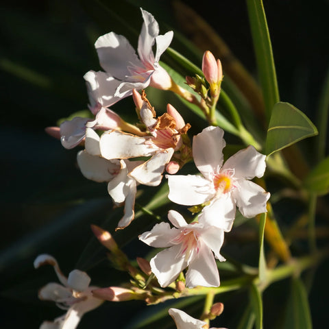 Dwarf Oleander Salmon