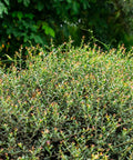 Dwarf Yaupon Holly