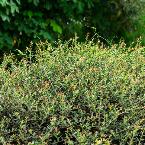 Dwarf Yaupon Holly