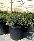 Dwarf Yaupon Holly