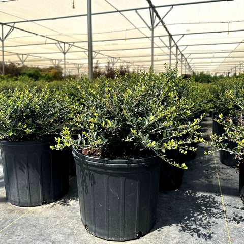 Dwarf Yaupon Holly