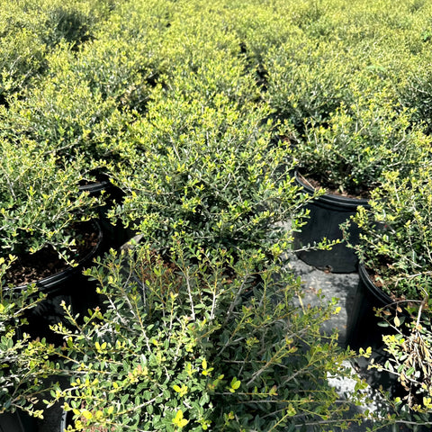 Dwarf Yaupon Holly