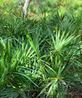Dwarf Palmetto Palm Sabal Minor
