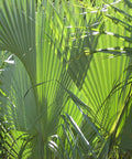 Dwarf Palmetto Palm Sabal Minor