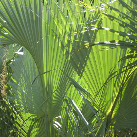 Dwarf Palmetto Palm Sabal Minor