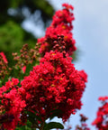 Dynamite Crape Myrtle