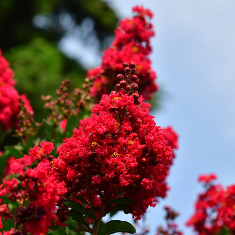 Dynamite Crape Myrtle