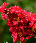 Dynamite Crape Myrtle