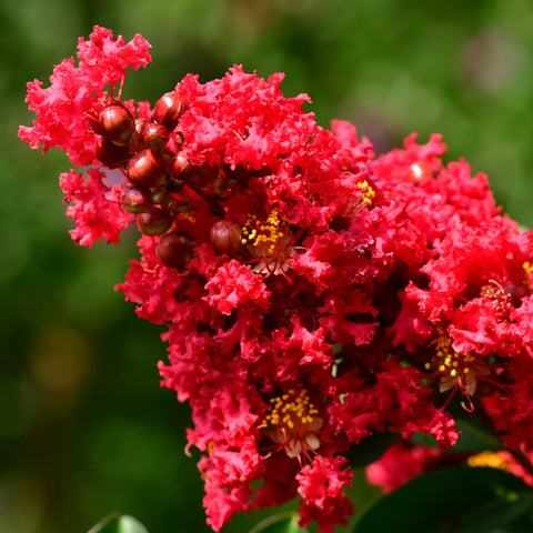 Dynamite Crape Myrtle