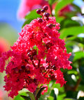 Dynamite Crape Myrtle