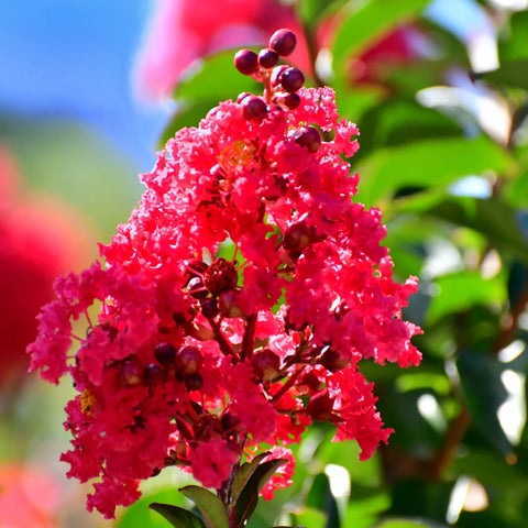 Dynamite Crape Myrtle