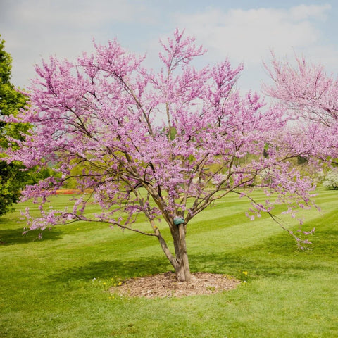 Eastern Redbud Tree