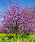 Eastern Redbud Tree