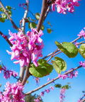 Eastern Redbud Tree