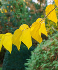 Eastern Redbud Tree