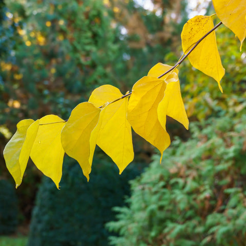 Eastern Redbud Tree