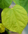 Eastern Redbud Tree