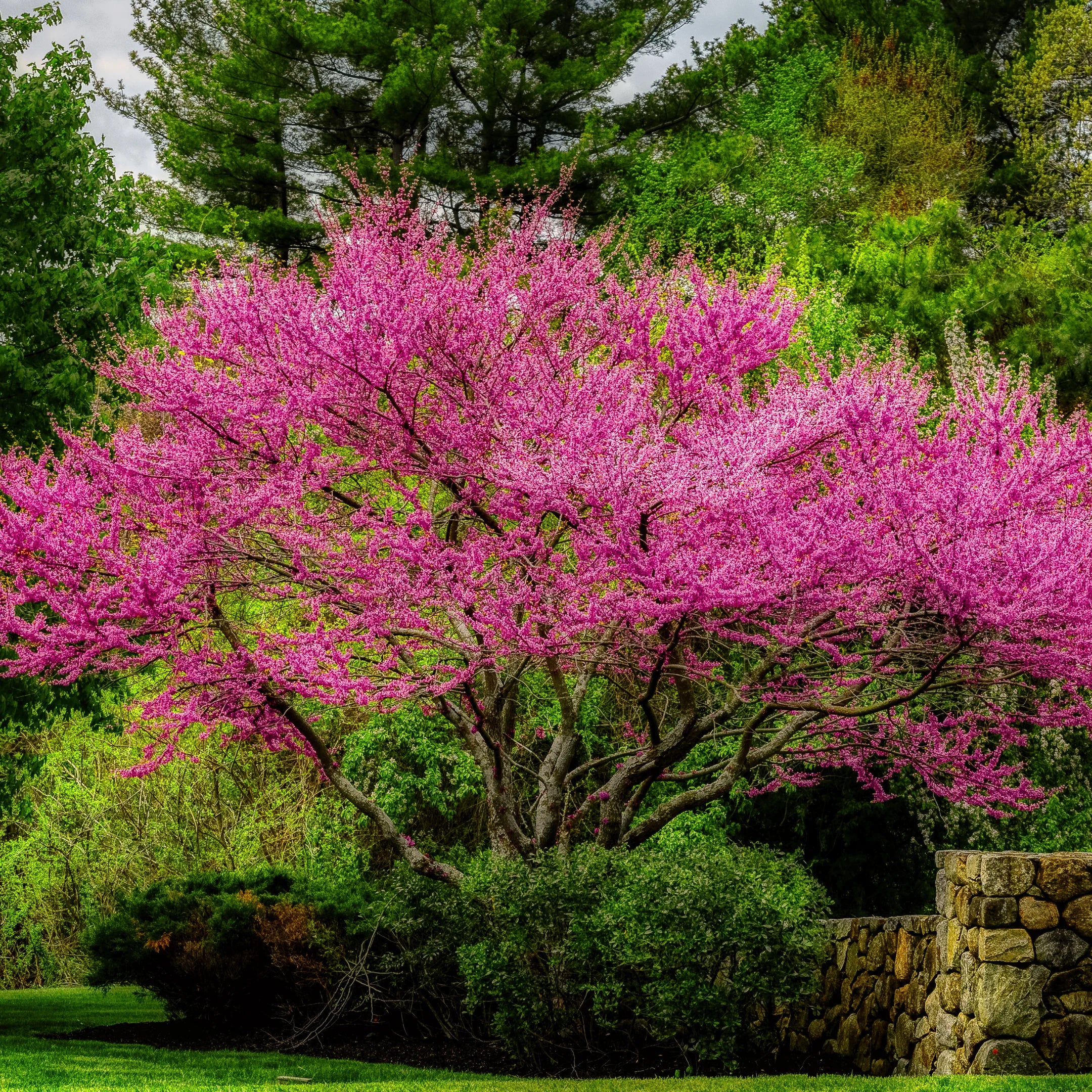 Eastern Redbud Tree for Sale | Fast-Growing Pink Blooms – Simply Trees