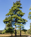 Eastern White Pine