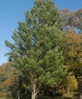 Eastern White Pine
