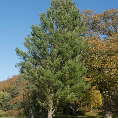 Eastern White Pine