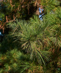Eastern White Pine