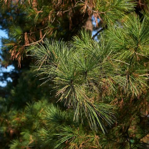 Eastern White Pine